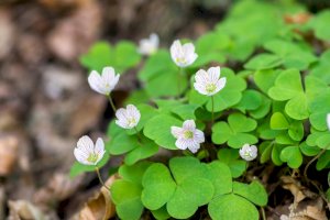 Šťavel kyselý – Iva Vagnerova / Shutterstock