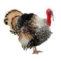 Krocan domácí (Meleagris gallopavo f. domestica) – photomaster / Shutterstock