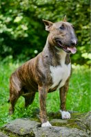 Anglický bulteriér – IvetaH / Shutterstock