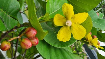 Keřovitá dřevina Dillenia suffruticosa – Peace-loving / Shutterstock