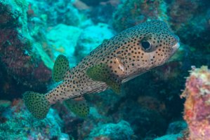 Ježík obecný (Diodon hystrix) – Jesus Cobaleda / Shutterstock