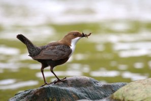 Skorec vodní (Cinclus cinclus) – Miroslav Hlavko / Shutterstock