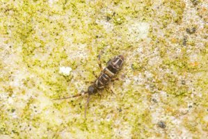 Chvostoskok (Collembola) – Muddy knees / Shutterstock