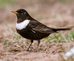 Kos horský (Turdus torquatus) – FJAH / Shutterstock