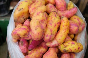 Jedlé hlízy ulluco (Ullucus tuberosus), Peru – alirizaozcelik / Shutterstock