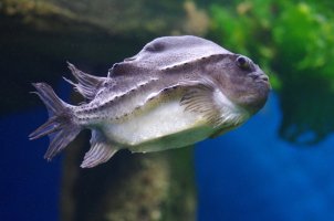 Hranáč šedý (Cyclopterus lumpus) – Natalia Sidorova / Shutterstock