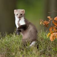 Kuna skalní (Martes foina) – Milan Zygmunt / Shutterstock