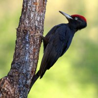 Datel černý (Dryocopus martius) – Jesus Giraldo Gutierrez / Shutterstock