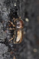 Dřevokaz čárkovaný (Xyloterus lineatus) – Henrik Larsson / Shutterstock