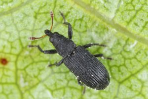 Křovák ovocný (Magdalis ruficornis) – Tomasz Klejdysz / Shutterstock