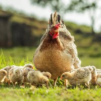 Slepice domácí (Gallus gallus domesticus), kvočna s kuřaty – Studio Nut / Shutterstock