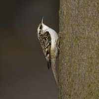 Šoupálek dlouhoprstý (Certhia familiaris) – Marek CECH / Shutterstock