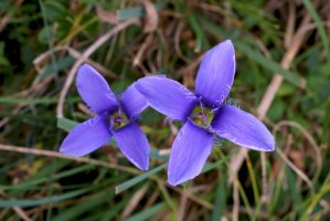 Hořeček brvitý (Gentianopsis ciliata) – Vankich1 / Shutterstock