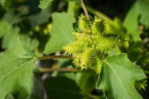 Řepeň durkoman (Xanthium strumarium) – Marinodenisenko / Shutterstock
