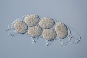 Želvuška (Hypsibius dujardini) – Lebendkulturen.de / Shutterstock