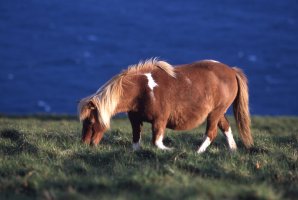Březí samice shetlandského poníka – Steffen Foerster / Shutterstock