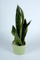 Sansevieria – Profimedia.CZ