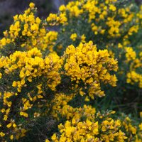 Keř hlodáše evropského (Ulex europaeus) – Philip Bird LRPS CPAGB / Shutterstock