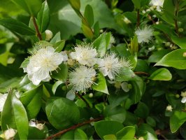 Myrta obecná (Myrtus communis) – Manfred Ruckszio / Shutterstock