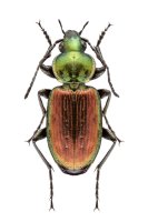 Střevlíček šestitečný (Agonum sexpunctatum) z podřádu dravých brouků – Nicola Dal Zotto / Shutterstock