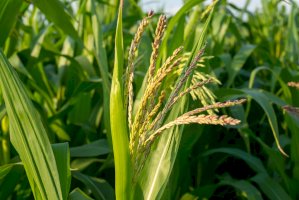 Kukuřice setá (Zea mays) – rootstock / Shutterstock