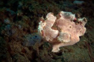 Ryba z čeledi rozedrancovitých, Ambon, Indonésie – Oksana Maksymova / Shutterstock