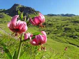 Lilie zlatohlavá (Lilium martagon), Vallée Étroite, Francie – BergeImLicht / Shutterstock