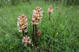 Kvetoucí parazitická bylina záraza žlutá (Orobanche lutea) – Bildagentur Zoonar GmbH / Shutterstock