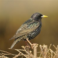 Špaček obecný (Sturnus vulgaris) – CezaryKorkosz / Shutterstock