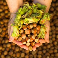 Lískové oříšky – daphnusia images / Shutterstock