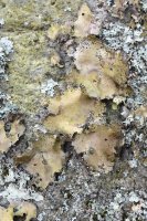 Lišejník pupkovka (Umbilicaria spodochroa) na kameni – HHelene / Shutterstock