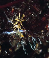 Dvojice mořských členovců nohatek (Pycnogonida) – valda butterworth / Shutterstock