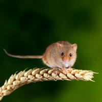 Myška drobná (Micromys minutus) – Matt Gibson / Shutterstock