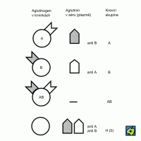 Krevní skupiny u člověka – CoJeCo.cz (CC BY-SA 4.0)