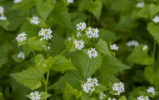 Česnáček lékařský (Alliaria petiolata) – Mr. Meijer / Shutterstock