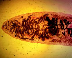 Motolice kopinatá (Dicrocoelium dendriticum) – photowind / Shutterstock