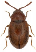 Maločlenec (Atomaria lewisi) – Tomasz Klejdysz / Shutterstock