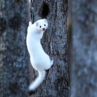 Lasice hranostaj (Mustela erminea) v zimním zbarvení – FotoRequest / Shutterstock