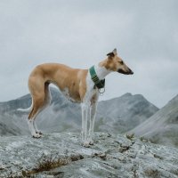 Whippet – Michaell Orr / Unsplash