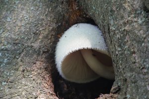 Kukmák bělovlnný (Volvariella bombycina) – Henri Koskinen / Shutterstock