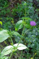 Chrastavec křovištní (Knautia drymeia) – Vankich1 / Shutterstock