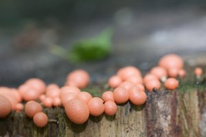 Vlčí mléko červené (Lycogala epidendrum) – Profimedia.CZ