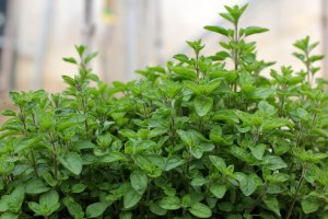 Tymián (Thymus vulgaris) – Pietro Tasca / Shutterstock