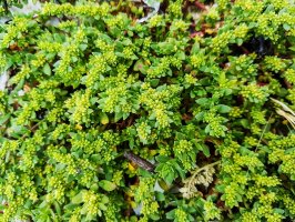 Průtržník (Herniaria ciliolata) – arousa / Shutterstock