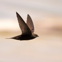 Rorýs obecný (Apus apus) za letu – Dilomski / Shutterstock