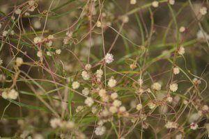 Kokotice žlutavá (Cuscuta approximata) – Tamara Kulikova / Shutterstock
