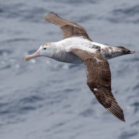 Albatros stěhovavý (Diomedea exulans) v letu – Daniel Danckwerts / Shutterstock