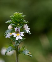 Kvetoucí světlík lékařský (Euphrasia officinalis) – Pavel_Voitukovic / Shutterstock