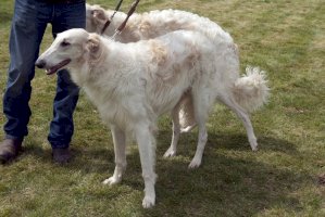 Barzoj – Manfred Ruckszio / Shutterstock