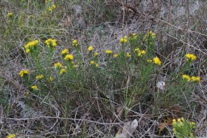 Kvetoucí hvězdnice zlatovlásek (Galatella linosyris; syn. Aster linosyris) – Vankich1 / Shutterstock